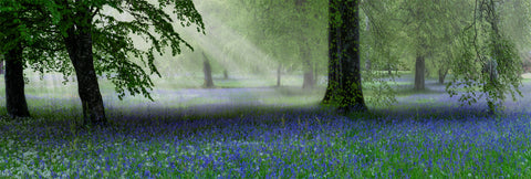 Mysterious misty forest scene with sunbeams and blooming wildflowers in Cornwall.