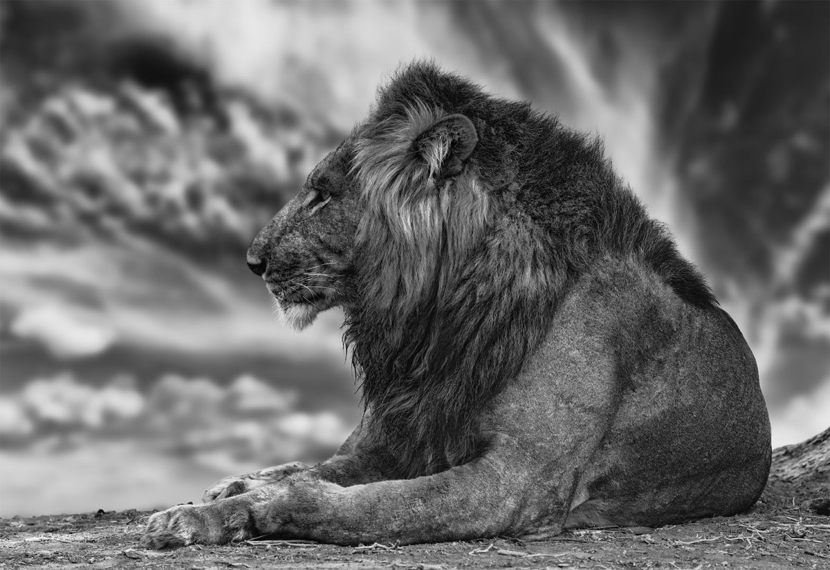 Wildlife Fine Art Photography
