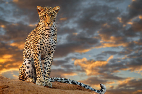 Orange and white leopard with black spots sitting on a rock with the sun setting through the clouds in the background.