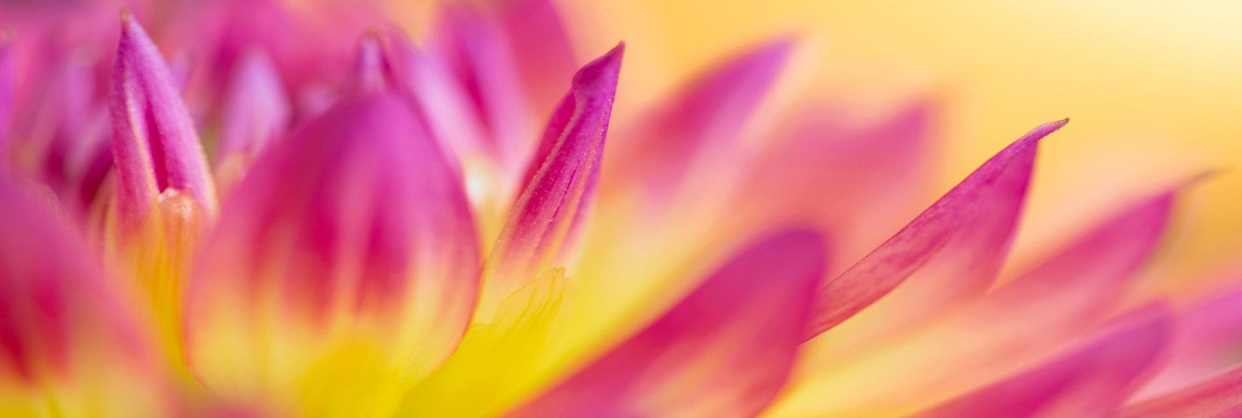 Close up of the pink and yellow petals of a spring flower