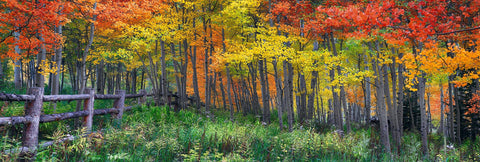Wooden fence leading into an Autumn colored forest of birch trees in Aspen Colorado