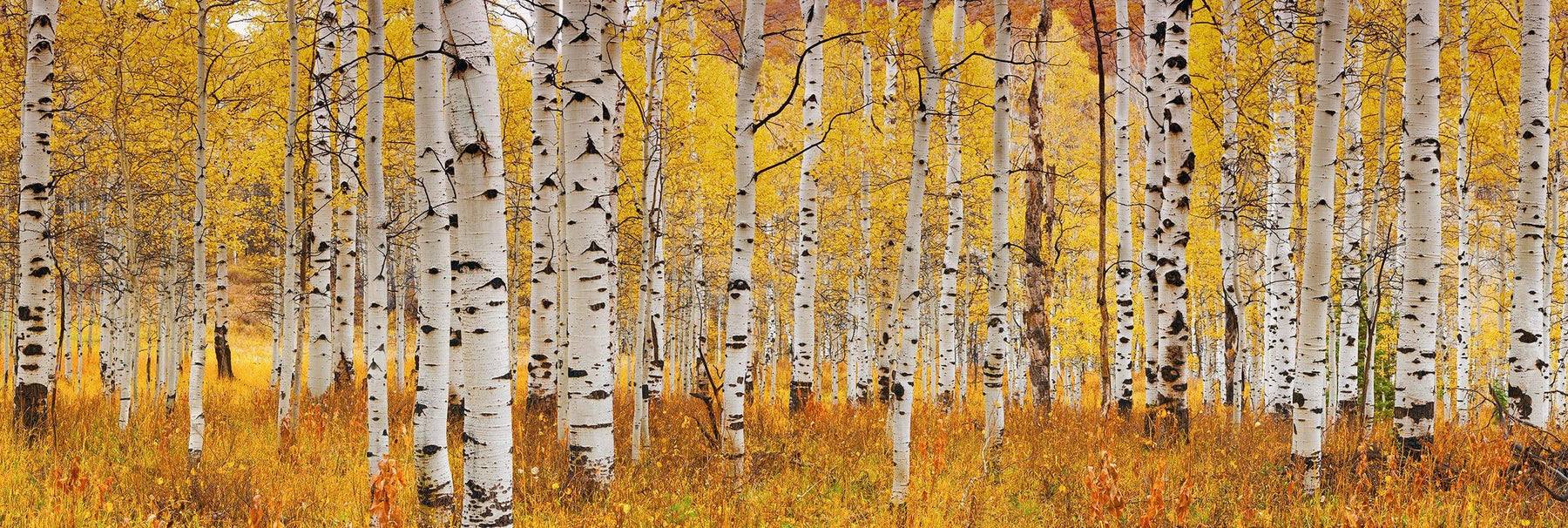 Forest of white aspen trees covered with yellow leaves in Deer Valley Utah