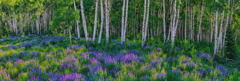 A field of purple wildflowers in front of a white birch tree forest in Aspen, Colorado