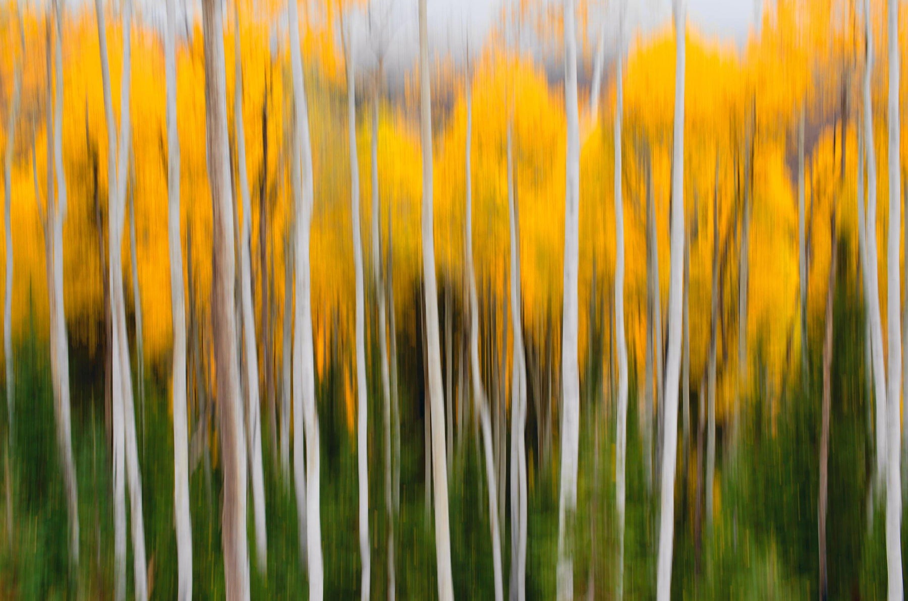 Blurred yellow and white forest with green grass foreground in Aspen Colorado