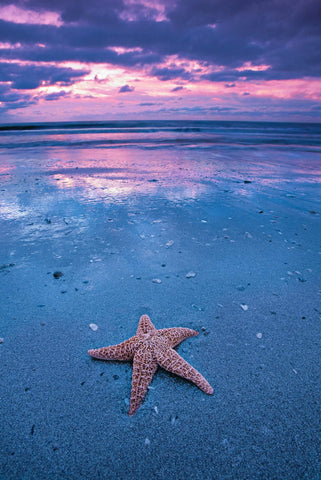 Star fish sitting on the wet sand beach of Edisto Island South Carolina during a cloudy sunset