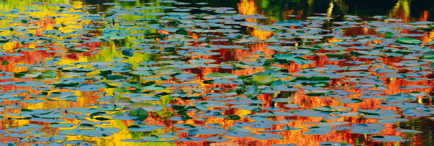 Pond full of lily pads with Autumn colors reflecting on the water