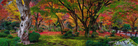 Autumn colored trees and red leaves covering the mossy floor in a garden in Kyoto Japan