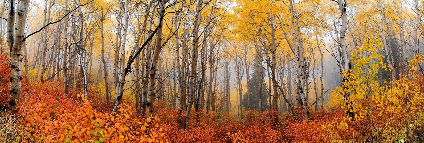 Misty autumn colored aspen forest filled with orange bushes and a pine tree in the background