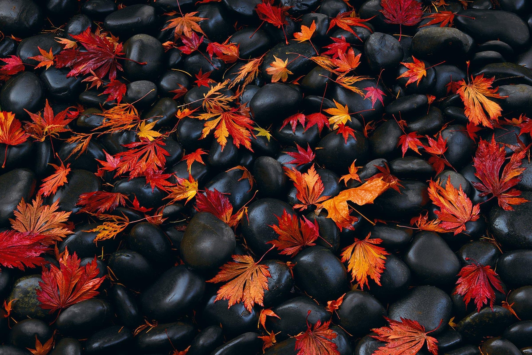 Close up of wet red and orange maple leaves laying on black rocks