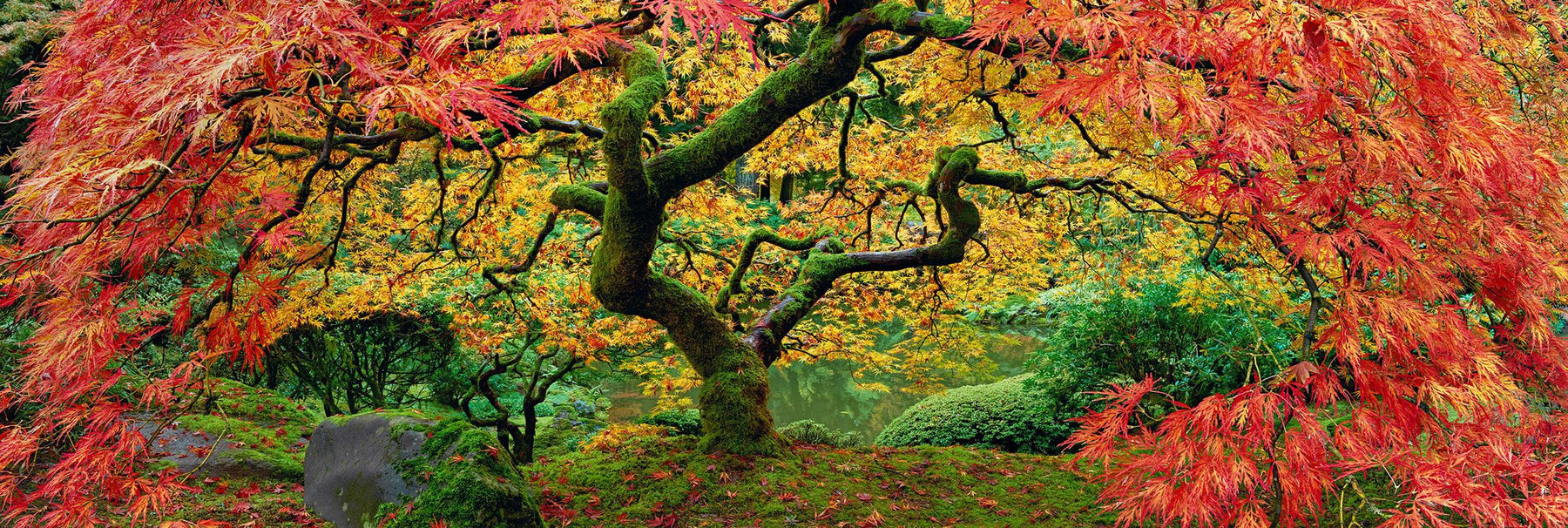Japanese Maple tree on a mossy hill with its branches of red and yellow leaves stretched out