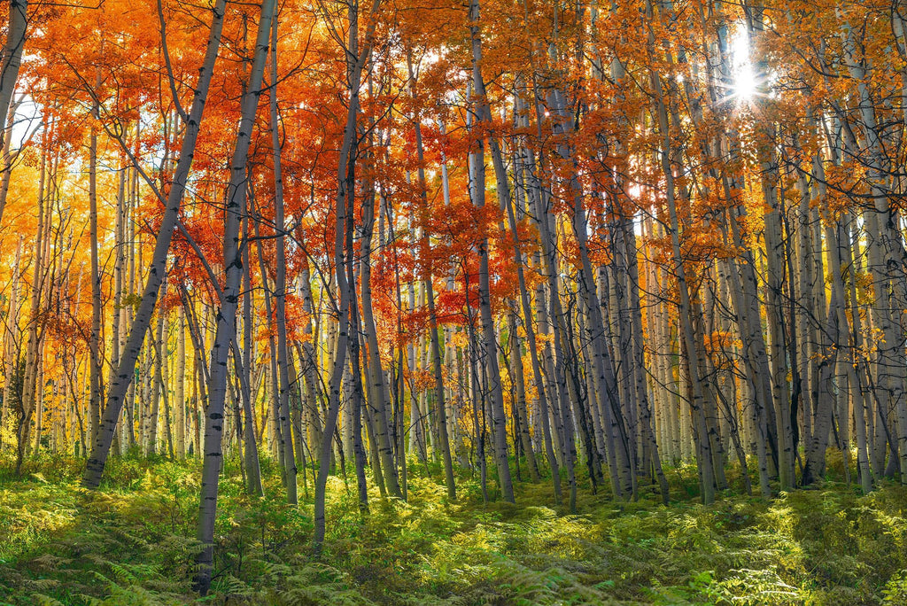 Autumn Splendor - Fine Art Photograph by Peter Lik