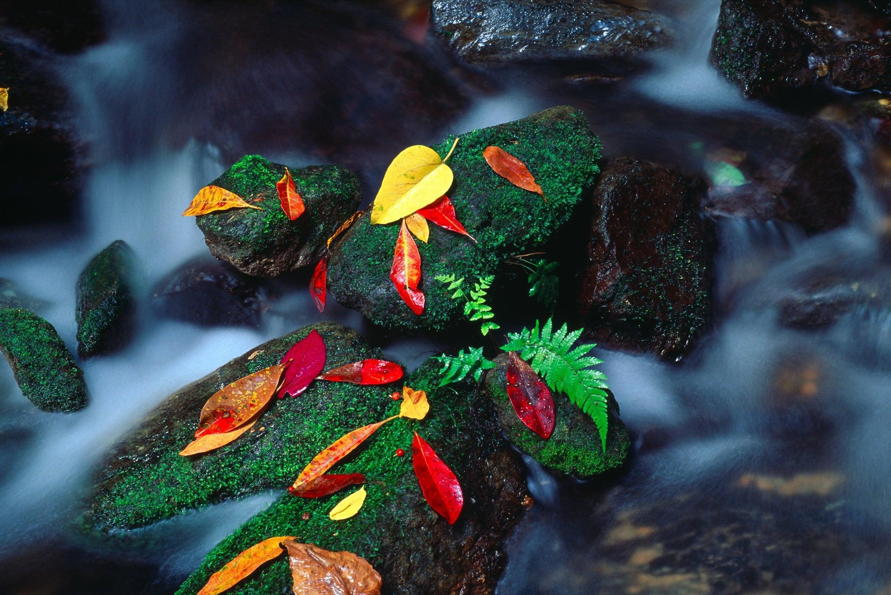 Up close view of mossy rocks covered with autumn leaves in a river in the Daintree National Park Australia