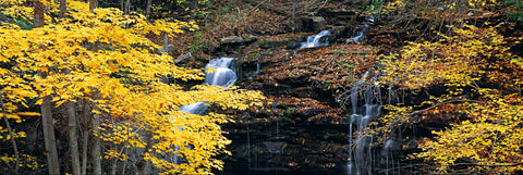 Yellow leaf trees in front of an Autumn leaf covered waterfall pouring into Glade Creek West Virginia