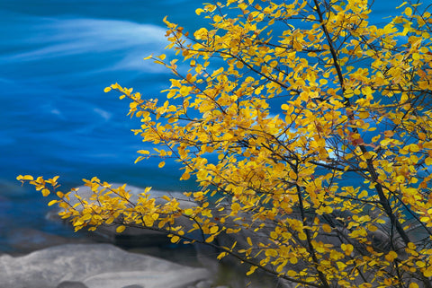 Yellow leaves and branches reaching over a blue river and rocks on the shore of Bend Oregon 