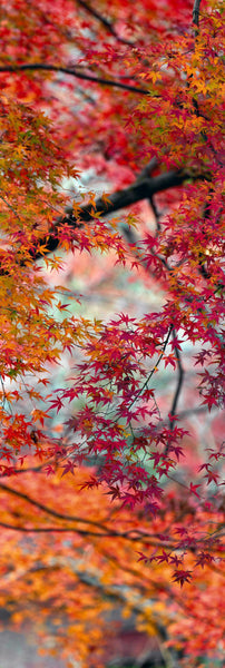 Peter-Lik-Autumns-Embrace-
