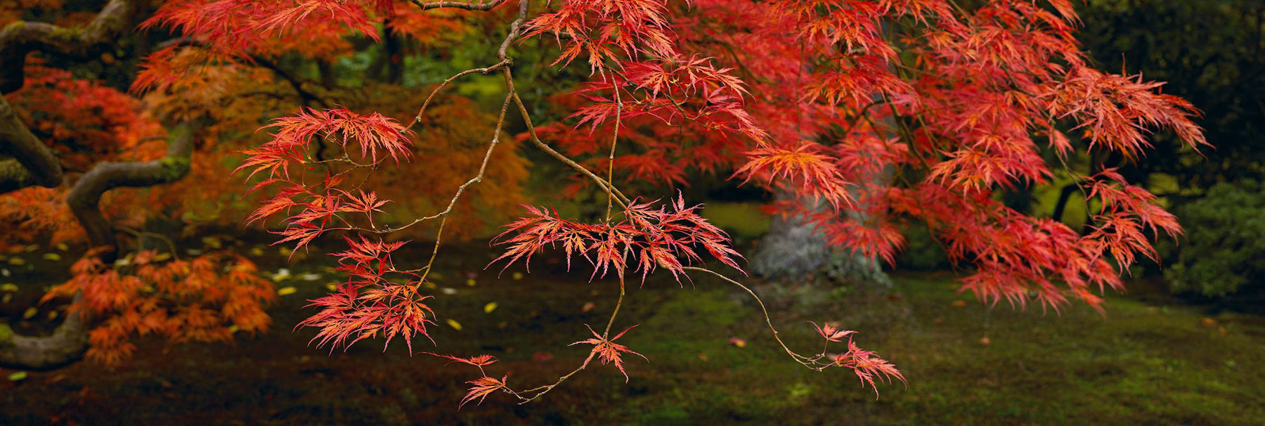 Red leaves and branches of a Japanese Maple tree reaching out with the trunk and ground in the background