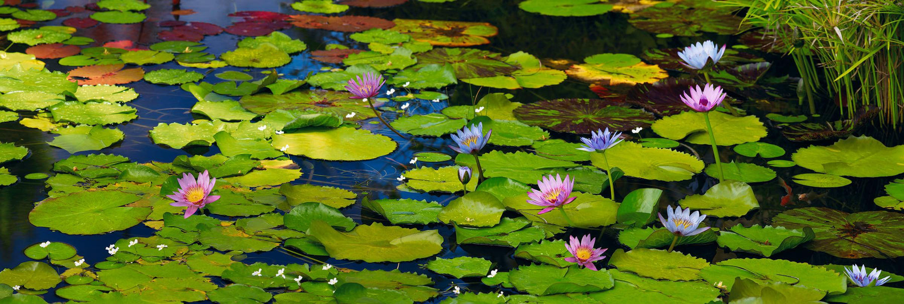 Pond filled with lily pads and pink and purple lilies in Maui Hawaii