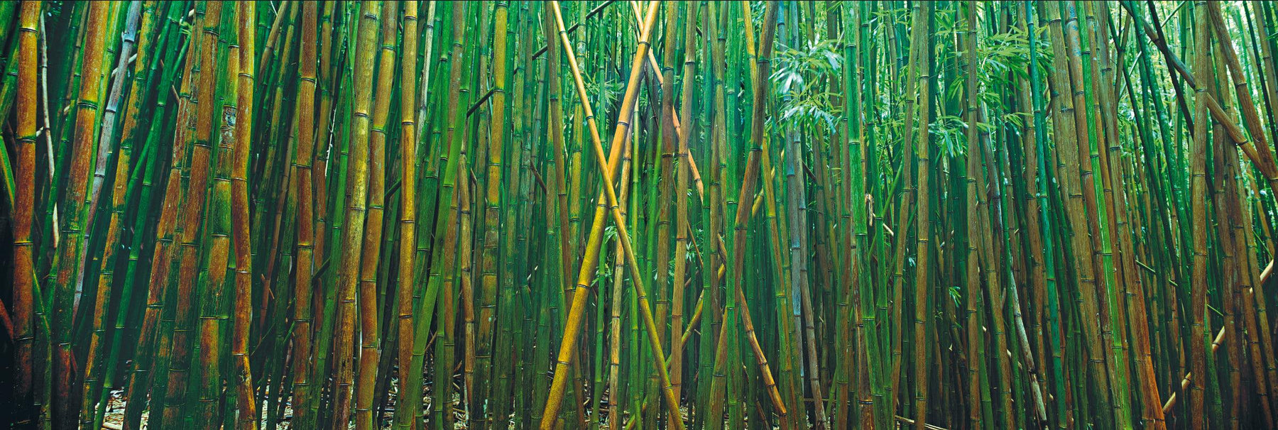Wall of green bamboo along the path of Pipiwai Trail Hawaii