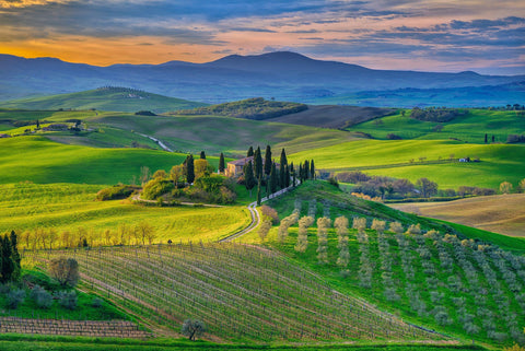View from a hillside looking over old stone homes surrounded by cypress trees vineyards and green fields in Tuscany Italy