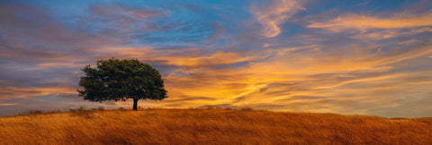 Single wind blown tree on a small brown grass field in California at sunset
