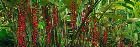 Lush green foliage and red vine flowers in the rainforest of Hilo Hawaii
