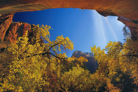 Looking up trough the Autumn forest at Cathedral Falls pouring over a rock wall in Zion National Park Utah