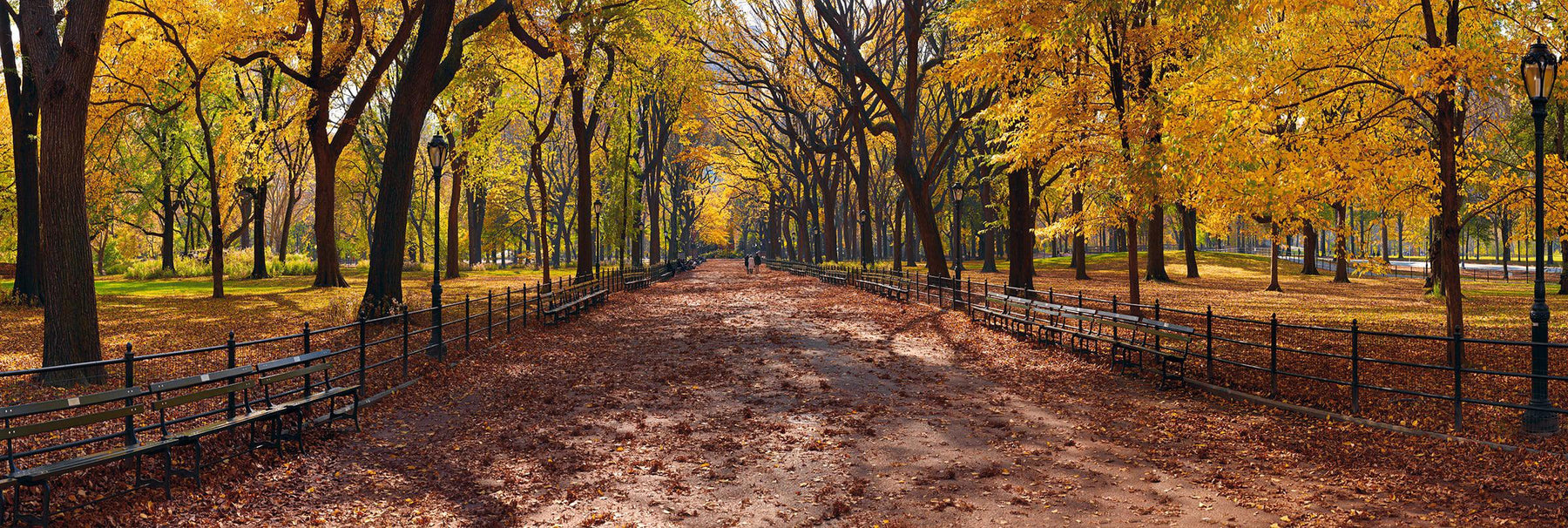 Yellow leaf trees along the iron rod fences and bench filled path of Central Park New York
