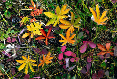 Colorful leaves grass and plants on the forest floor in Colorado