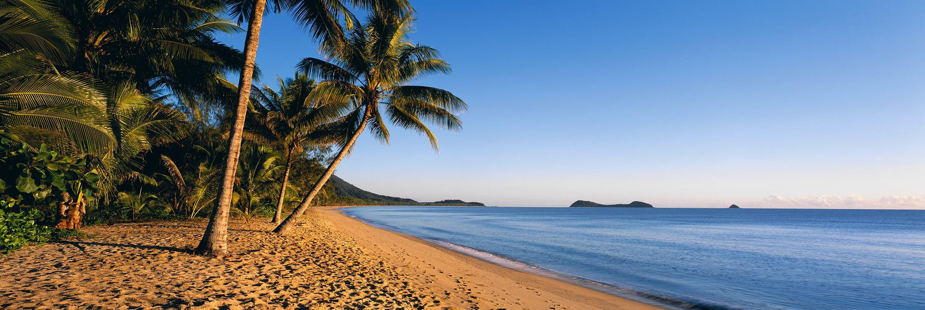 Palm tree lined beach on the coast of Queensland Australia