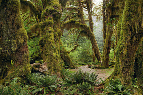 Dirt trail running through the moss covered forest in Olympic National Park Washington