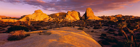 Giant stone formations Joshua trees and desert foliage of Joshua Tree National Park at sunset