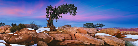 A lone tree growing out of snow covered boulders on the cliffs of Canyonlands National Park Utah