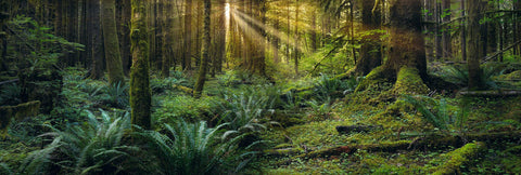 Sun shining through the fern and moss covered forest within Olympic National Park Washington