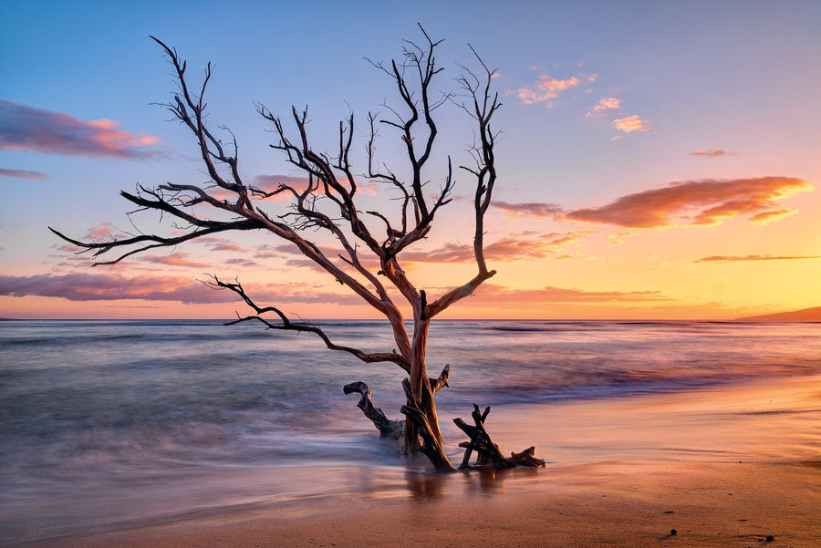 Ocean tide washing up on a leafless tree half buried on a beach in Hawaii at sunset