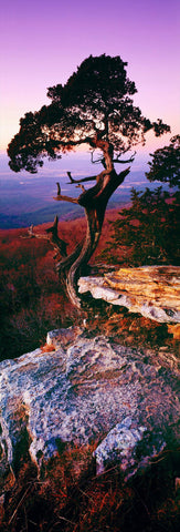 Lone Cedar tree growing out of rocks on the hillside of Mount Magazine State Park Arkansas