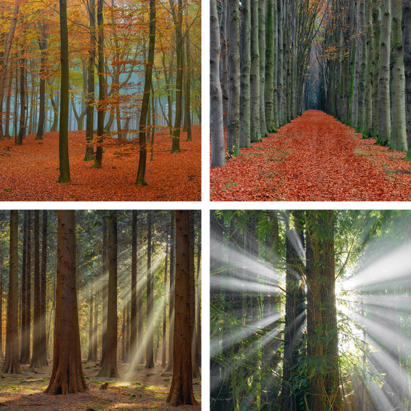 Layer Forest 2 ［2CD+写真集］/ V.A Peter-Lik-Element-Pack-Display