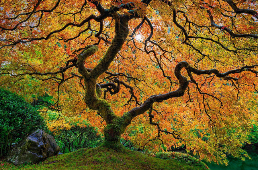 Lik Heavenly Night. Fine Art Photograph by Peter Lik.