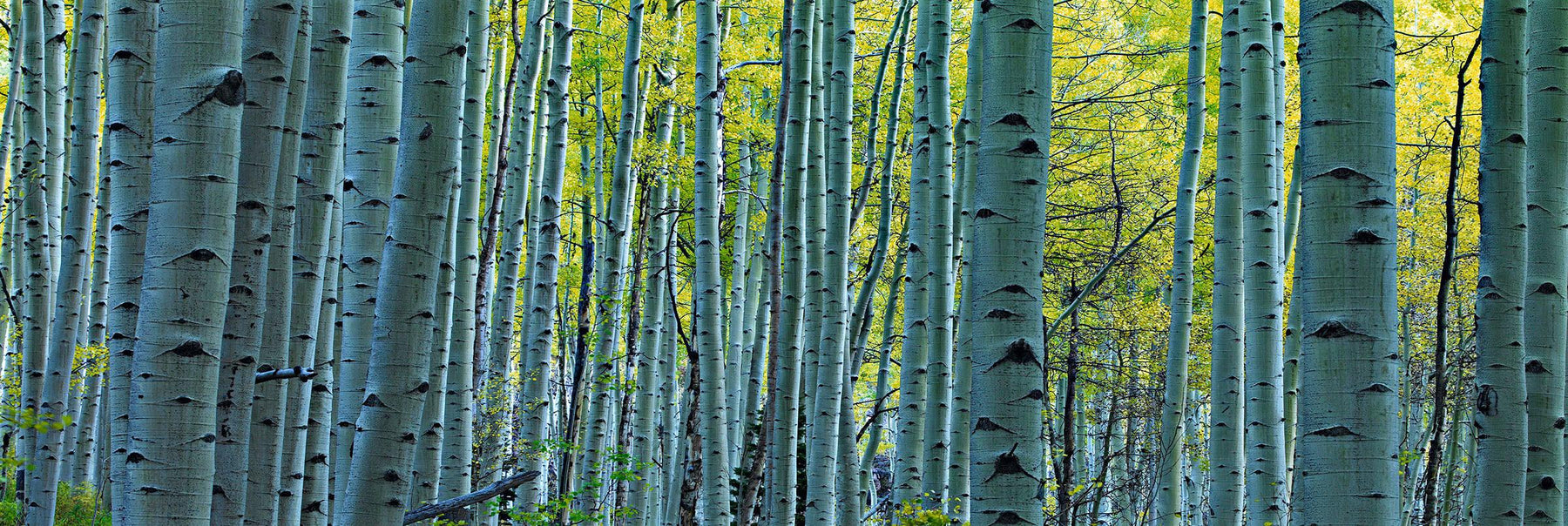 Sunlight filtering filtering through the green and yellow leaves of a Birch tree forest in Colorado