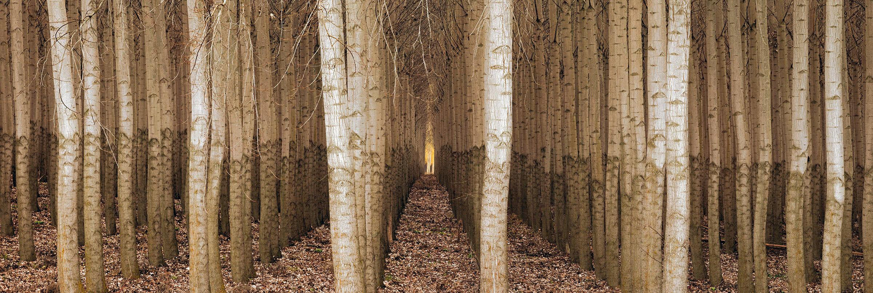 Close up of straight rows of brown and white poplar trees in Boardman Oregon