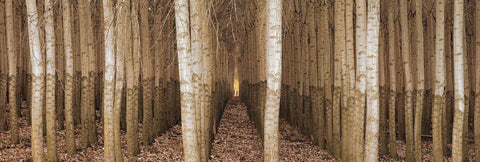 Close up of straight rows of brown and white poplar trees in Boardman Oregon