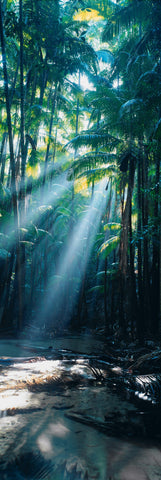 Sun shining through the canopy of palm trees onto the sandy rainforest in Fraser Island Australia