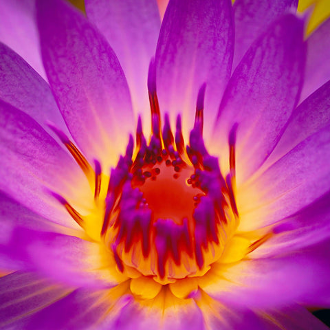 Close up of a pink lotus flower on Bedarra Island Australia