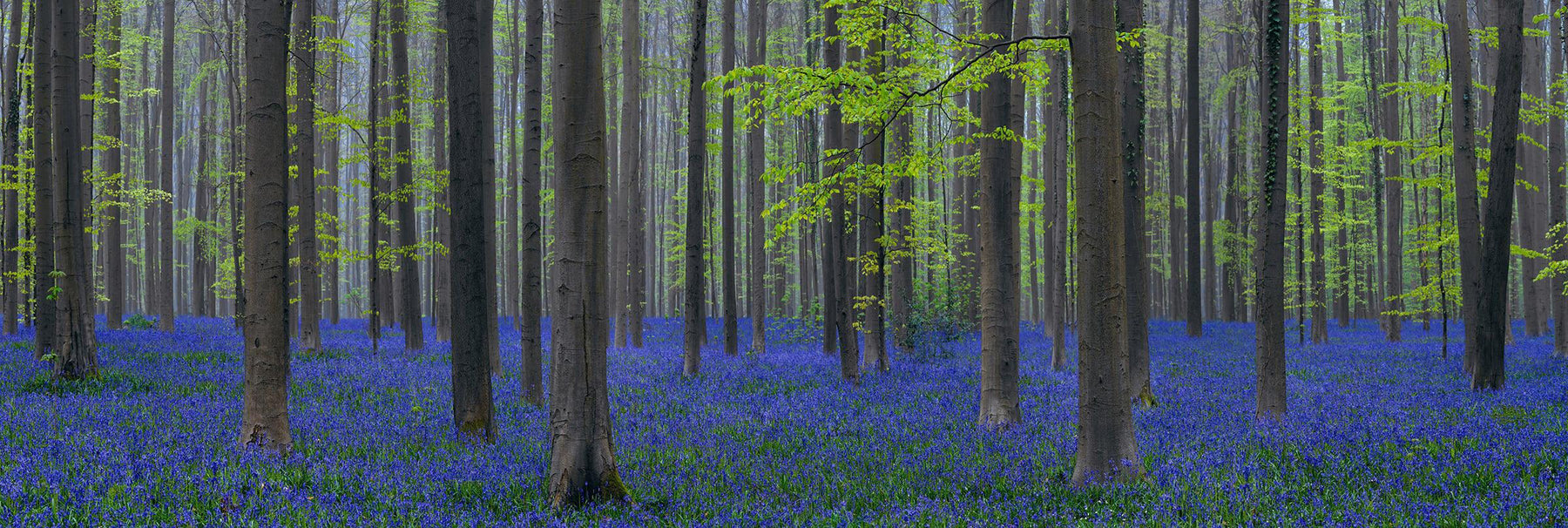 Forest with bright green leaves in Brussels Belgium filled with purple wildflowers 