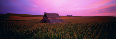 Old wooden barn in a field of tall corn rows in Gunthrie Center Iowa during a pink sunset