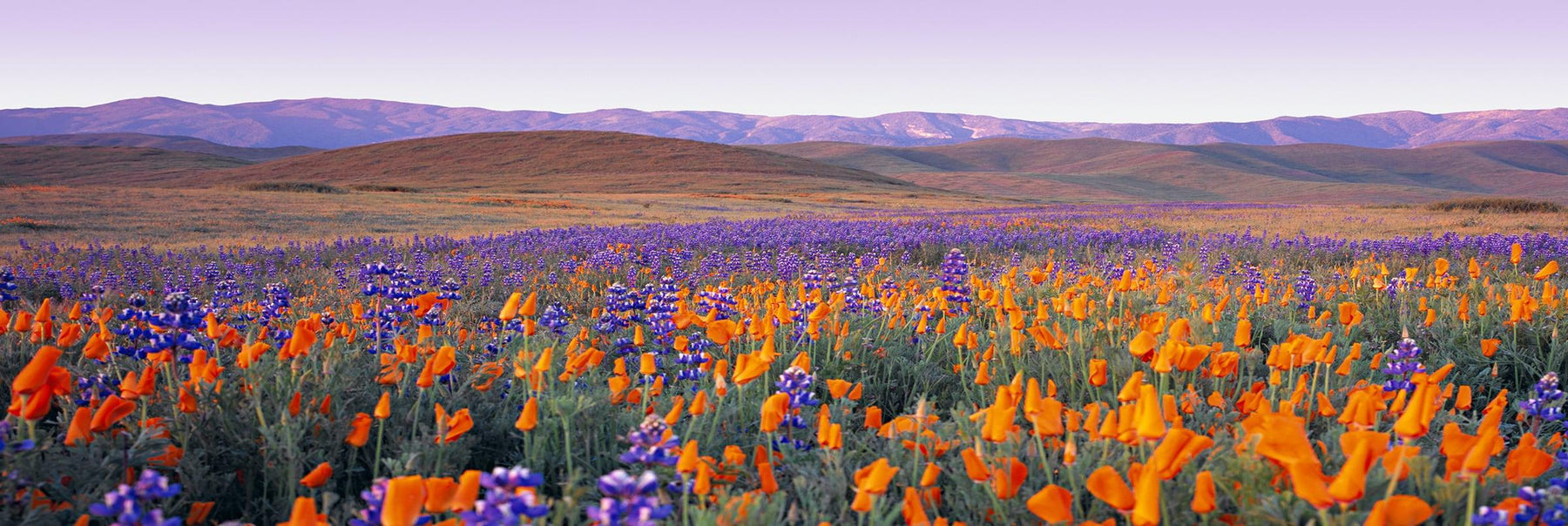 Orange and purple poppy fields along the rolling hills of Carrizo Plain National Park California