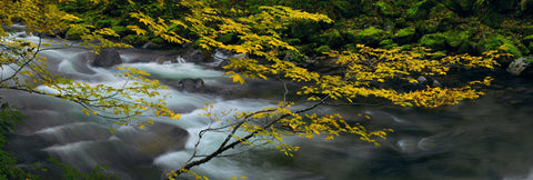 Yellow leaves and branches reaching over a flowing river in Washington