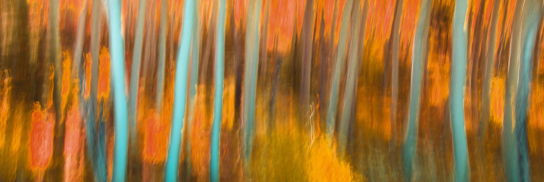 Blurred forest of orange birch trees in Colorado
