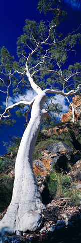 White gum tree on the rocky mountainside in the West Macdonnel Ranges, Australia