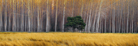 Green tree in a yellow grass field in front of a forest of leafless white poplar trees