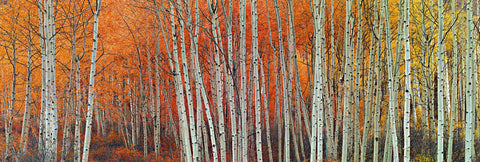 Forest of white birch trees covered with yellow and orange leaves in Aspen Colorado